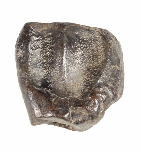 Triceratops Shed Tooth - Montana #60705